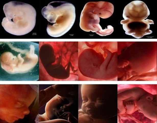 ultima semana de embarazo