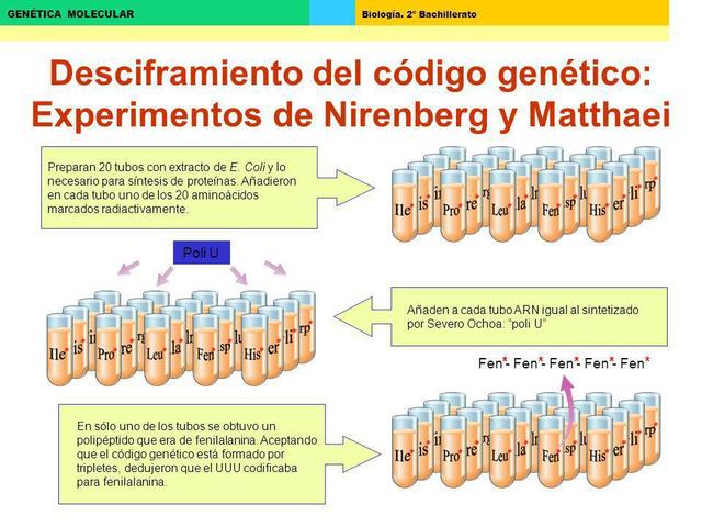Desciframiento del código genético