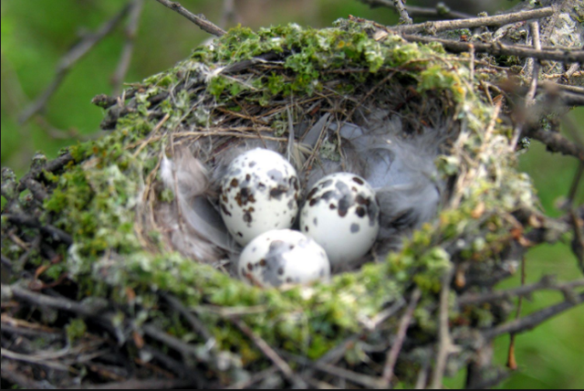 Nests