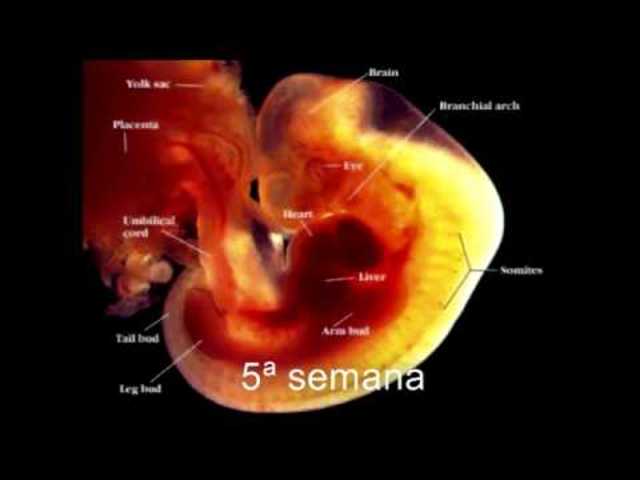 FASE 5. DIFERENCIACIÓN
