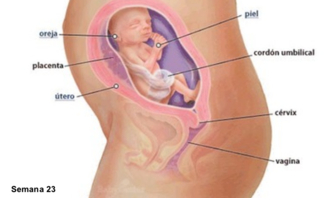 FASE 21, 22, 23, 24, 25