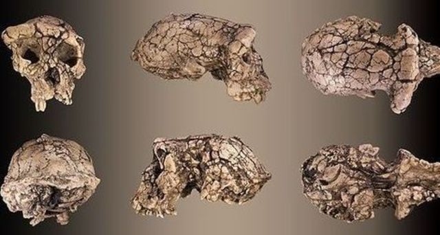 Sahelanthropus tchadensis (7 million years ago)