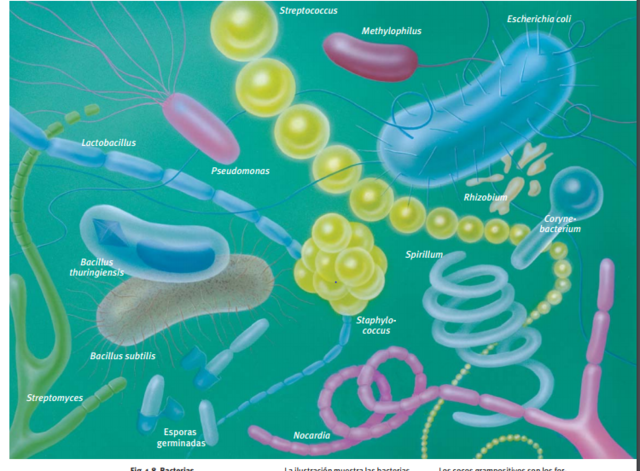 Anton van Leeuwenhoek observó células de todo tipo