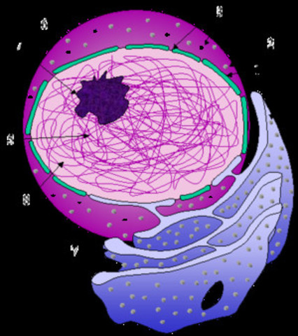 Robert Brown describió el núcleo celular