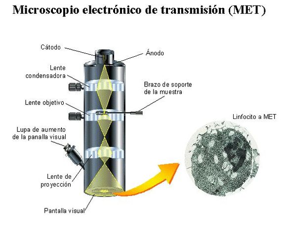 Ernst Ruska construyó el primer microscopio electrónico de transmisión