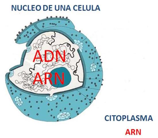 ¿DÓNDE SE ENCUENTRAN EL ADN Y ARN?