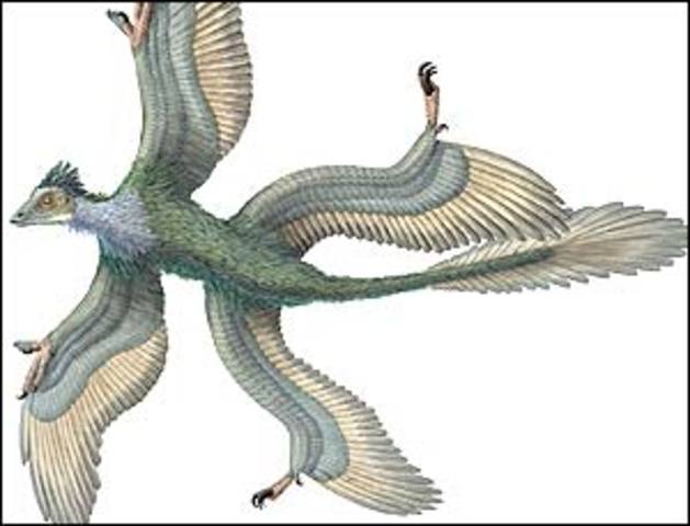 Aves y plantas angiospermas