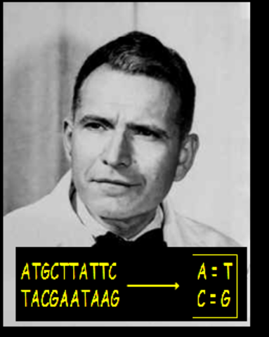 LOS CUATRO NUCLEICOS