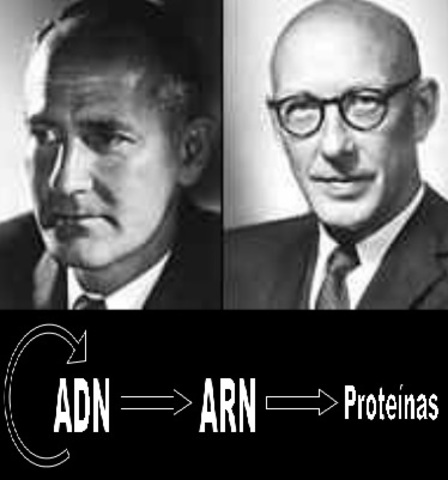 LOS GENES CODIFICAN LAS PROTEINAS