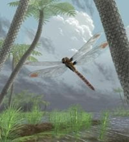 VIDA EN TIERRA FIRME