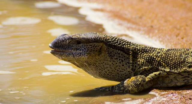 VERTEBRADOS TERRESTRES