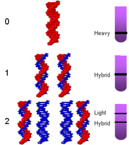 EL EXPERIMMENTO MESELSON-STAHL