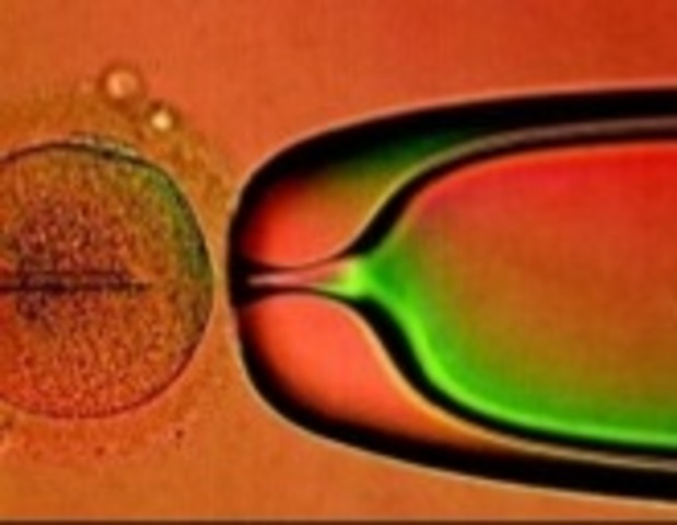 PRIMER ADN RECOMBINANTE IN VITO