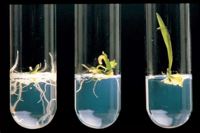 CREACIÓN DE LAS PRIMERAS PLANTAS TRASGÉNICAS