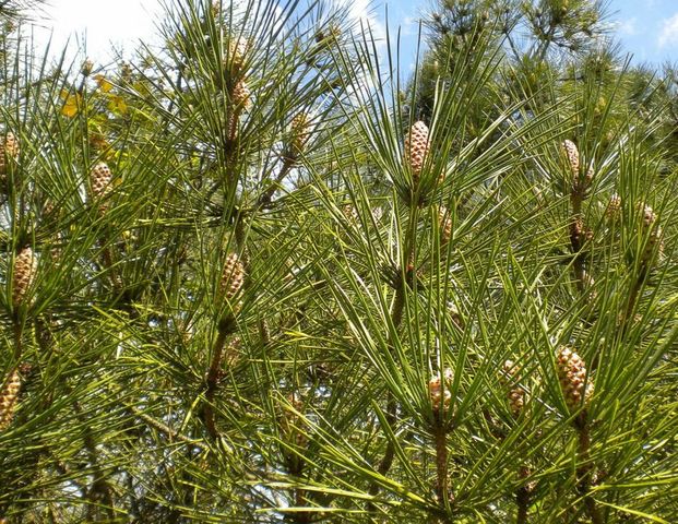 PLANTAS GIMNOSPERMAS