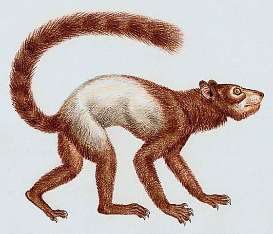 EL PRIMATE MÁS ANTIGUO