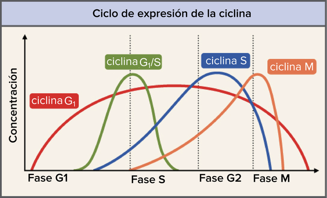 Reguladores clave del ciclo celular