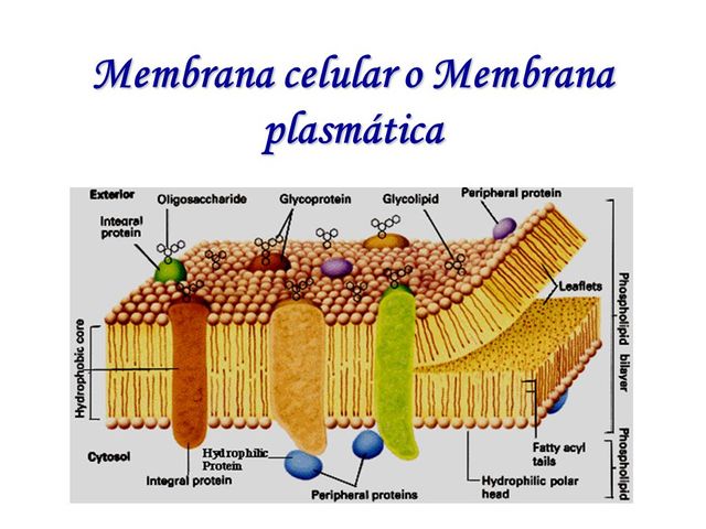 Descubrimientos en lo relativo a las membranas celulares