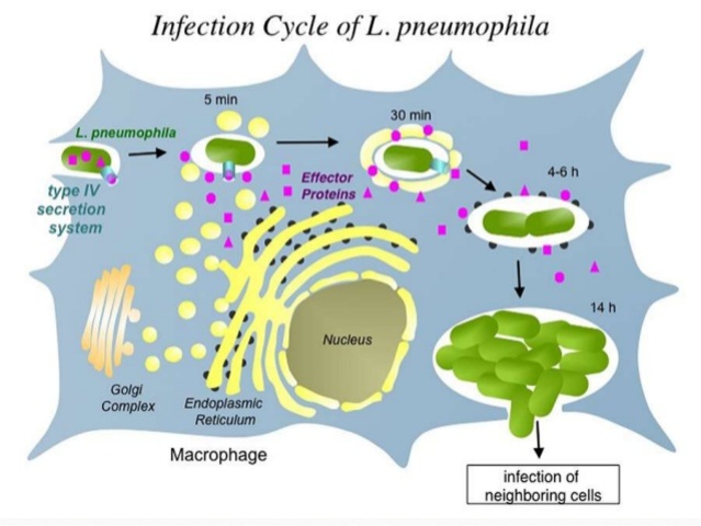Secuenciación del genoma de Legionella pneumophila