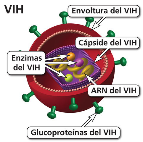 Descubren que el virus VIH que produce el SIDA