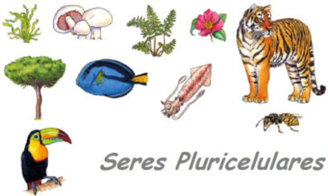 Vertebrados terrestres,