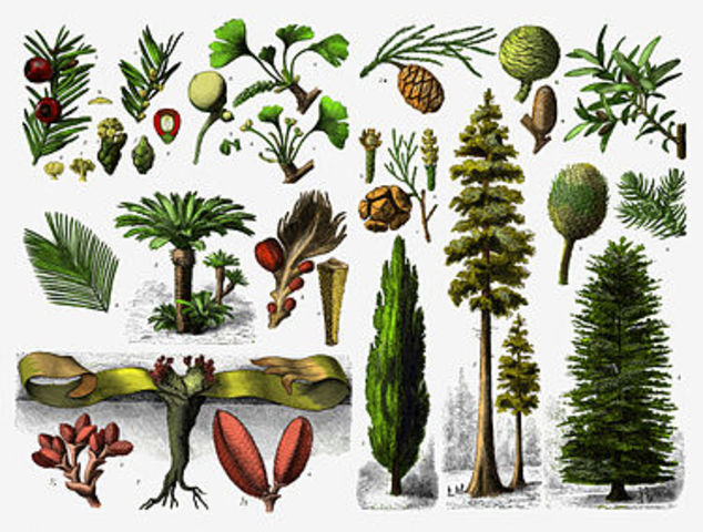 Plantas Gimnospermas