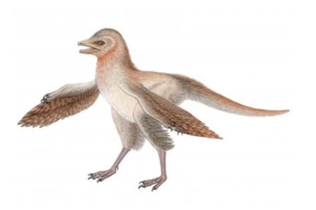 Animales con placenta, las primeras aves y las primeras plantas angiospermas