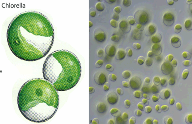 700 m.a.: Organismos pluricelulares