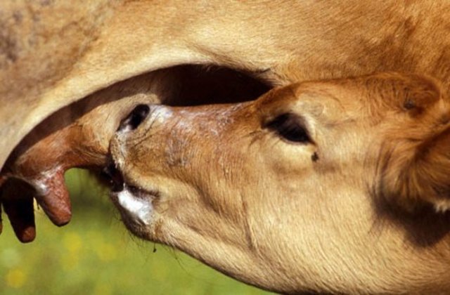 210 m.a.: Mamíferos