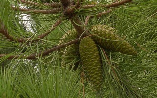 300 millones de años