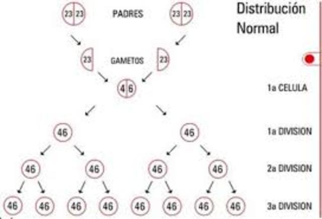 Distribución cromosómica