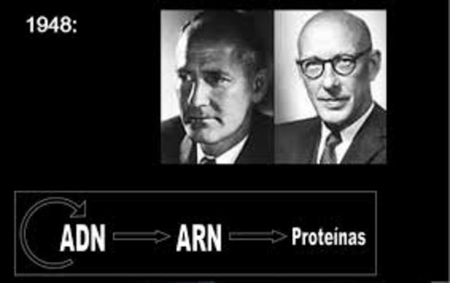 Codificación de proteínas