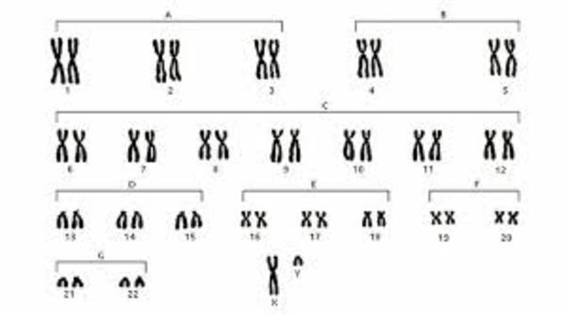 Número de cromosomas humanos