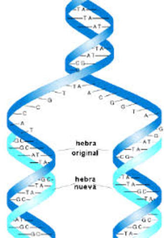 Replicación semiconservativa