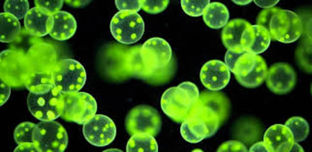 Organismos pluricelulares