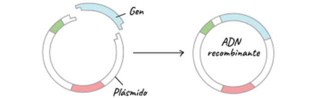 Primeras moléculas de ADN recombinante