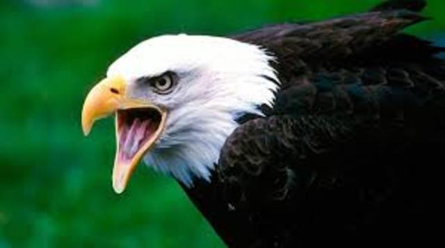 Animales con placenta, aves, angiospermas