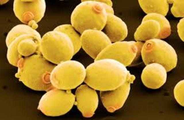 la levadura Saccharomyces cerevisiae