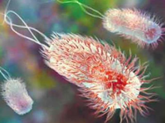 La bacteria Escherichia coli.