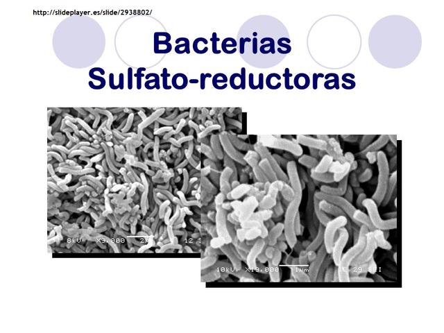 Estudios sobre la acción biológica en Tratamientos de Agua