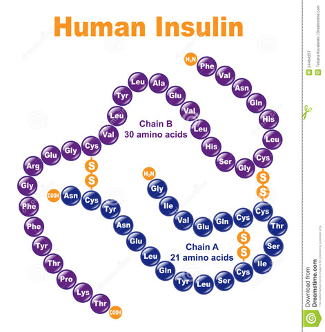 Insulina humana