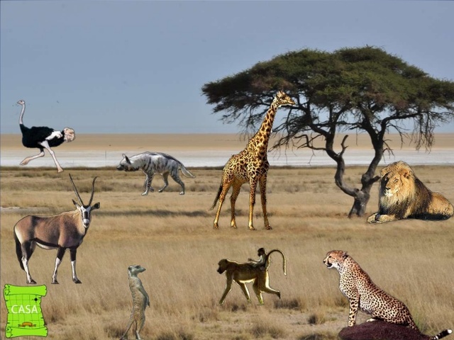 Protección de la Flora y Fauna Africana.