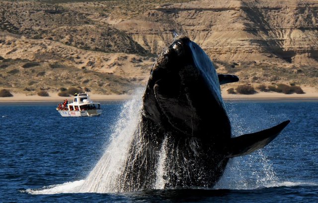 Regulación de la Caza de las Ballenas.