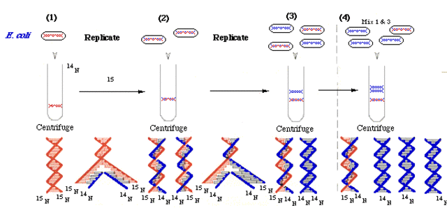 Experimento de Meselson-Stahl