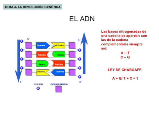 Ley de Chargaff.