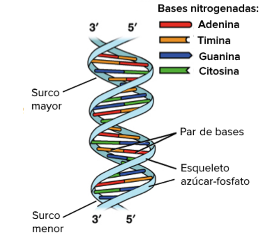 Proponen un modelo de la estructura del DNA.