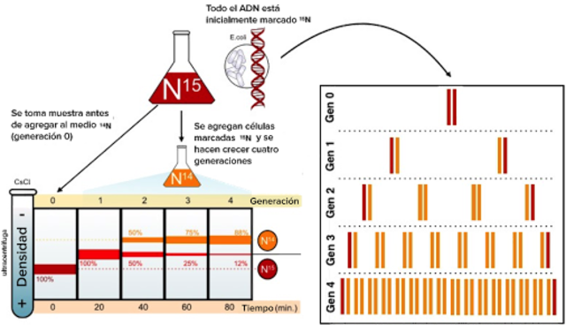 Experimento de Meselson-Stahl