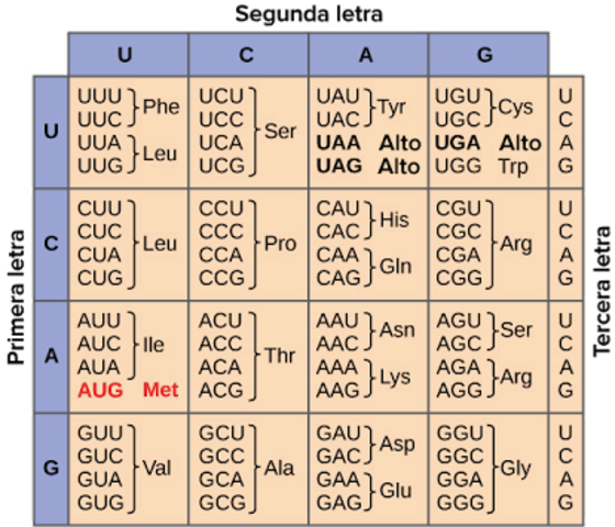 Descifran el código genético que funciona como traductor entre la información del DNA y las proteínas que son las responsables de la arquitectura y la función de los seres vivos.