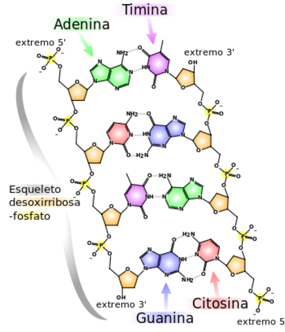 Proponen un modelo de la estructura del DNA.