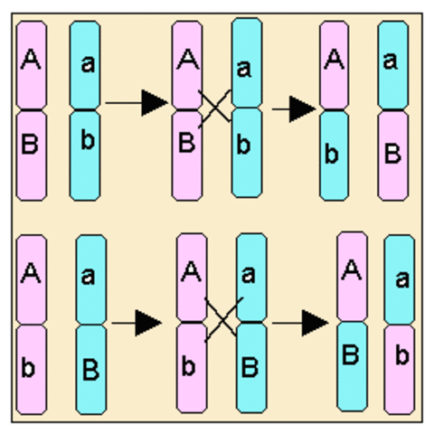 El entrecruzamiento es la causa de la recombinación.
